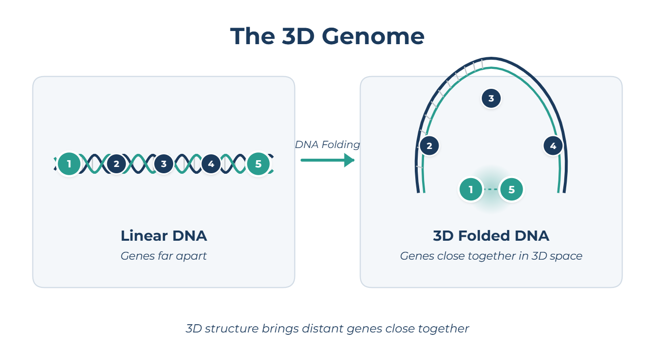 The 3D Genome: How DNA Folding Affects Alzheimer's Risk through chromatin interactions and DNA looping