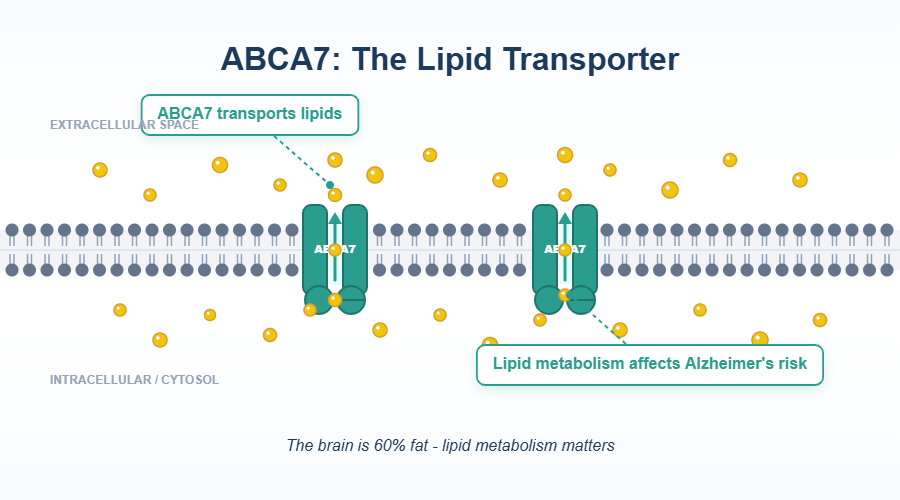 ABCA7: How your body's fat transport system affects Alzheimer's risk through lipid transport and cholesterol efflux