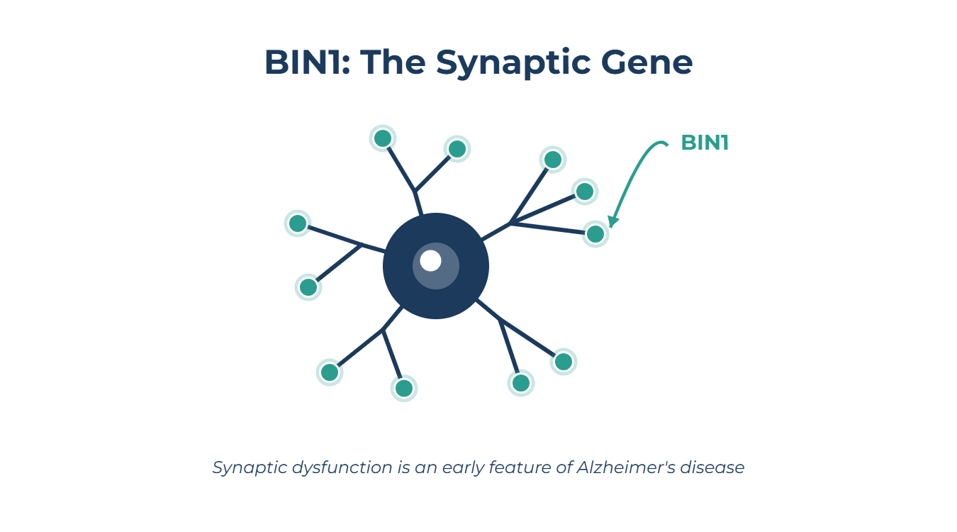 BIN1: The Synaptic Gene that connects synaptic function to neurodegeneration in Alzheimer's disease