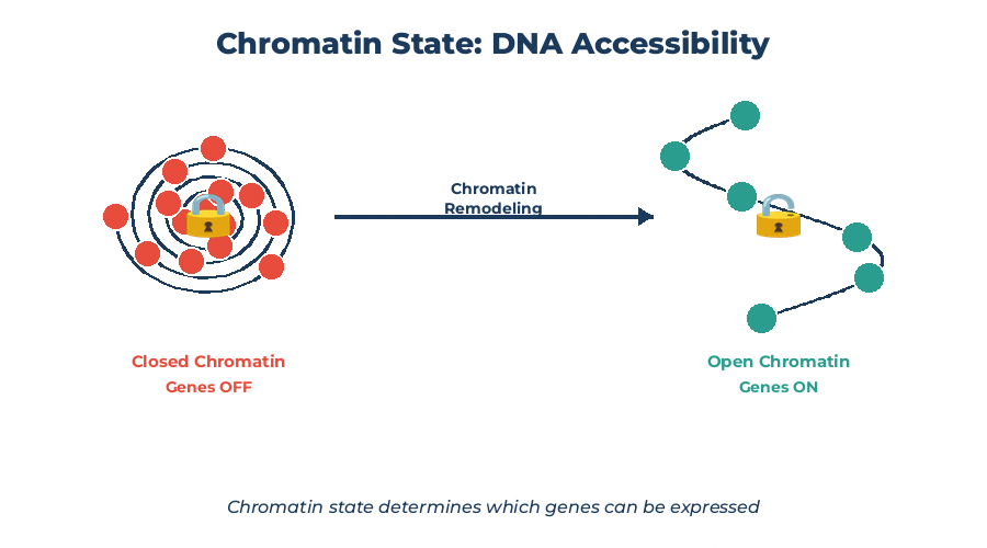 Chromatin State: How DNA Accessibility Affects Alzheimer's Risk