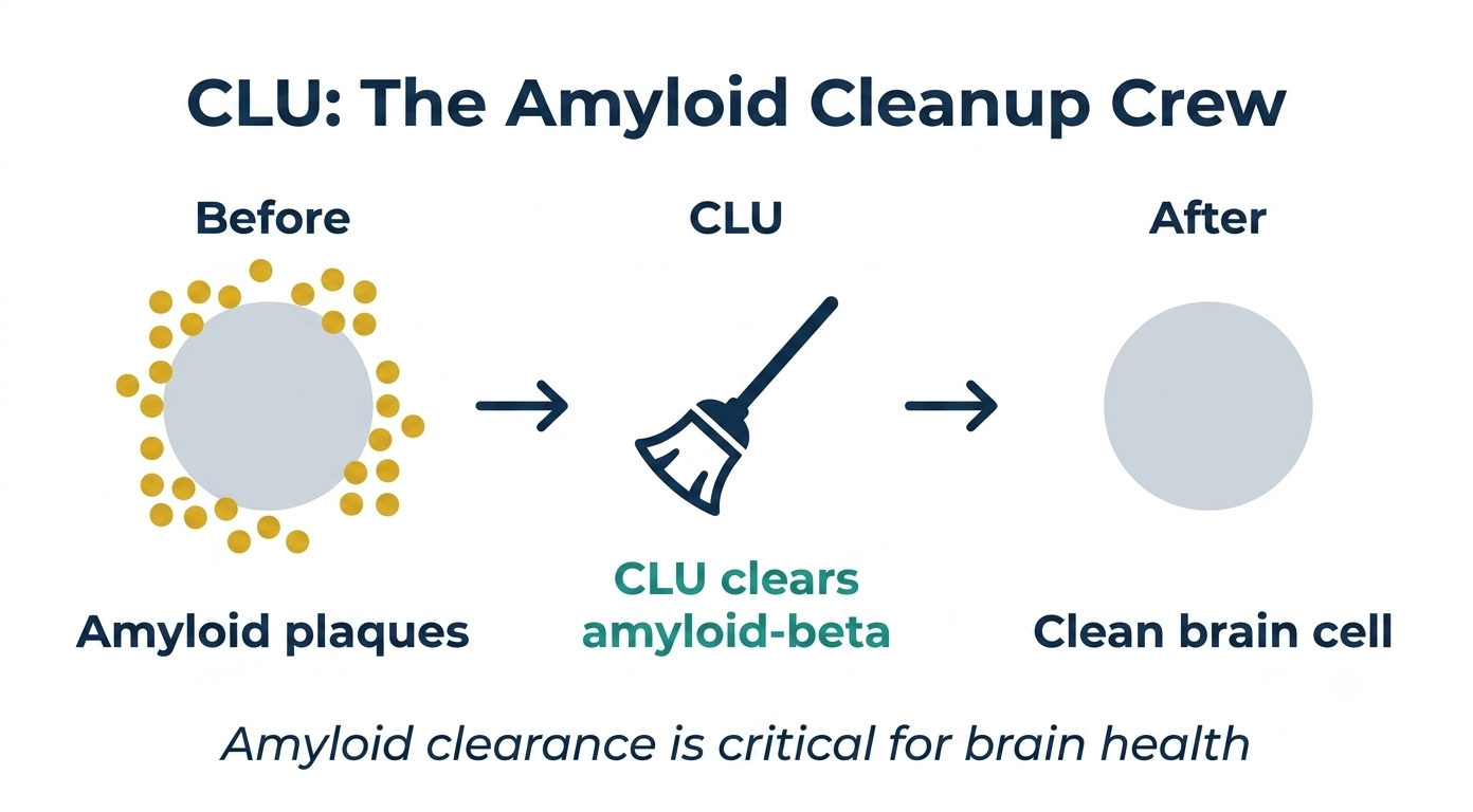 CLU: The Amyloid Cleanup Crew that protects your brain from toxic protein accumulation in Alzheimer's disease