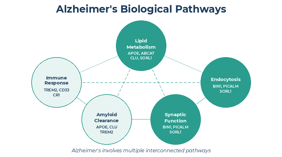 The Hidden Networks: Five biological pathways that connect Alzheimer's genes: lipid metabolism, immune response, endocytosis, amyloid clearance, and synaptic function