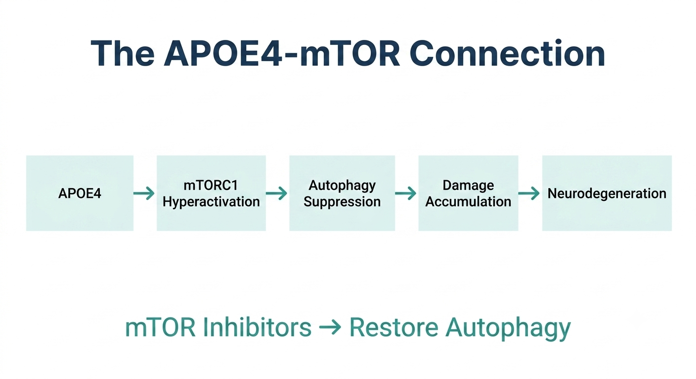 The mTOR Connection: APOE4 activates mTORC1, suppressing autophagy and leading to neurodegeneration