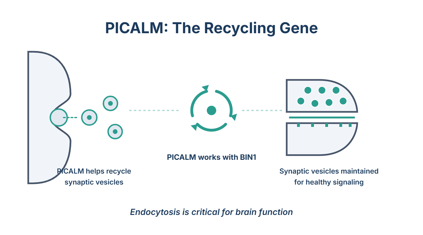 PICALM: The Cellular Recycling Gene that affects Alzheimer's risk through endocytosis and synaptic function