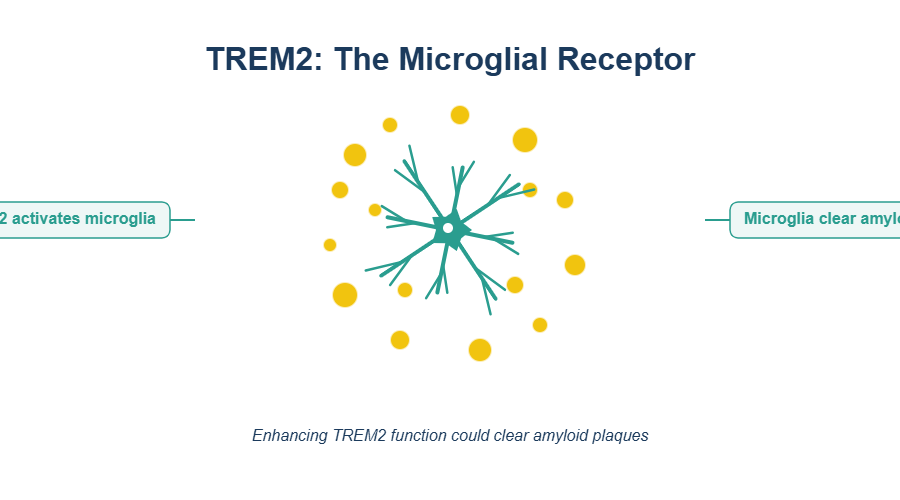 TREM2: The Microglial Receptor that activates your brain's immune cells to fight Alzheimer's disease